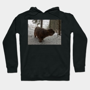 Scottish Highland Cattle Calf 1707 Hoodie